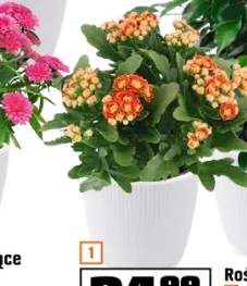 kalanchoe