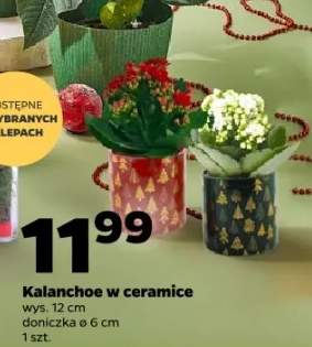 kalanchoe