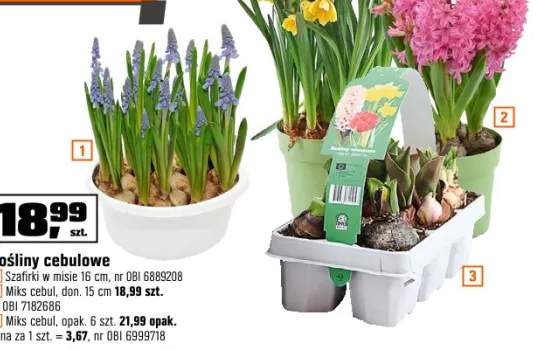 cebulki kwiatów