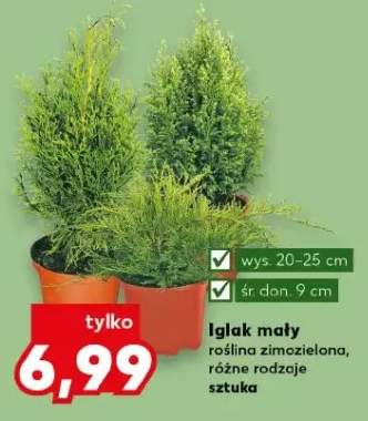 iglak