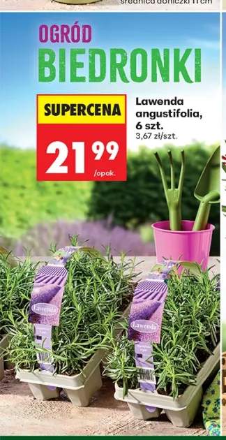 lawenda