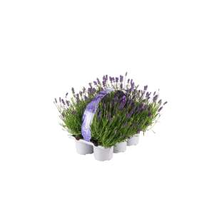 Lawenda (Lavandula Essence) -  6 szt.