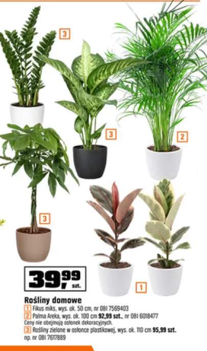 Rośliny zielone w osłonce plastikowej wys. ok. 110cm
