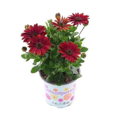 Stokrotka afrykańska (Osteospermum sp.) don. 10,5 cm