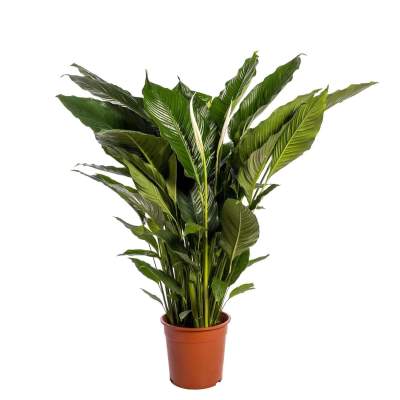Skrzydłokwiat (Spathiphyllum Sweet Sebastiano) wys. 130 cm, don. 24 cm