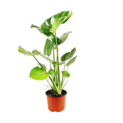 Monstera dziurawa (Monstera deliciosa) - don. 17 cm