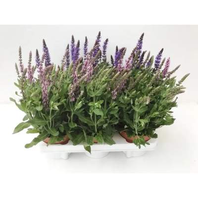 Salvia nemarosa mix wys. 30-35 don. 13cm