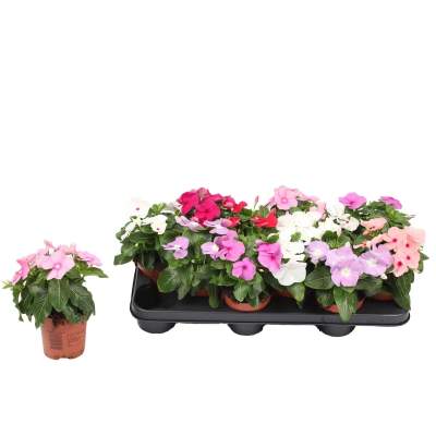 Barwinek (Catharanthus) don. 10,5 cm