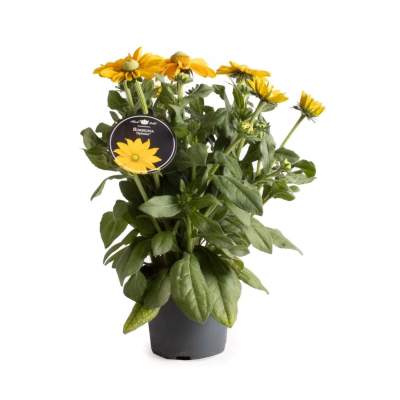 Rudbekia (Rudbeckia Sunbeckia Ophelia) - don. 19 cm